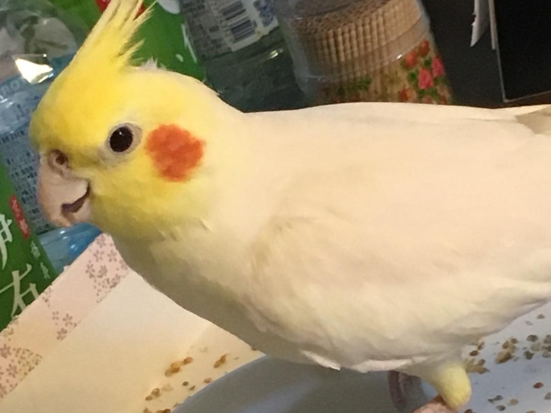 ノンちゃん ノンちゃん