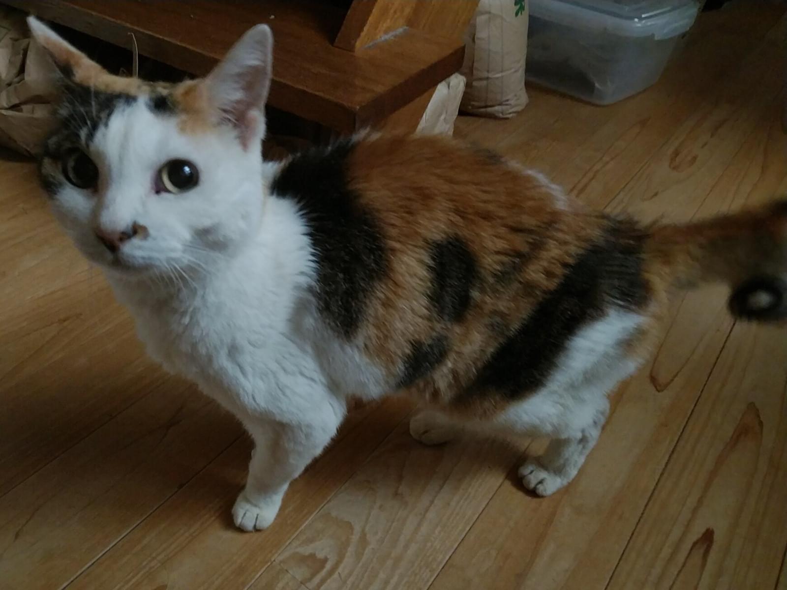 保護された猫 保護された猫