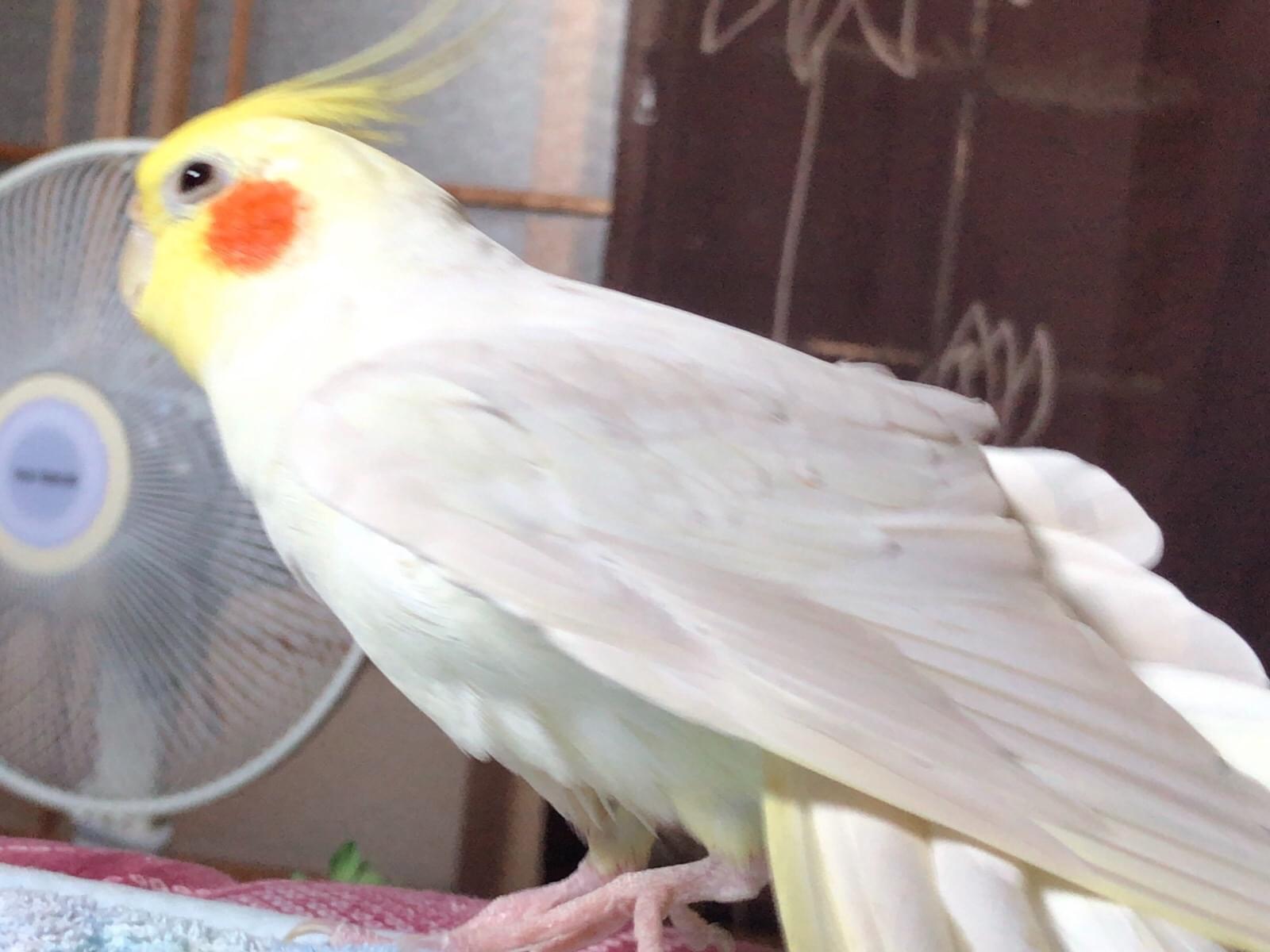 マヨちゃん マヨちゃん