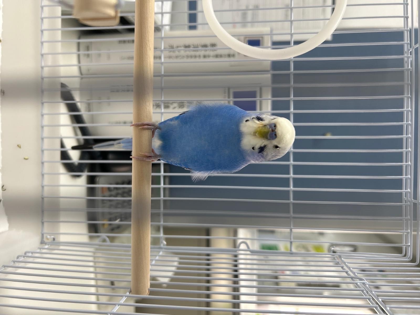 保護された鳥