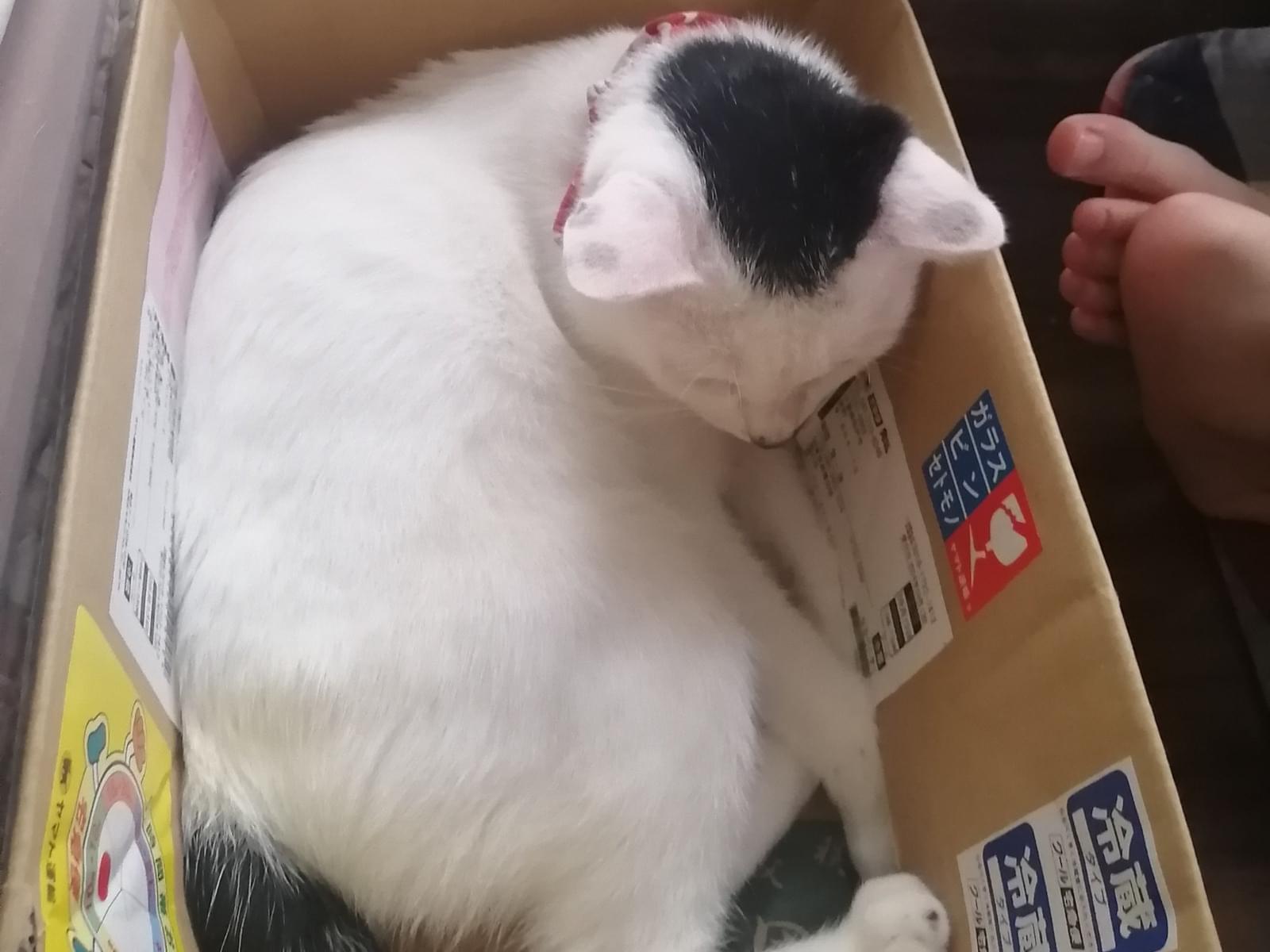 ポンちゃん ポンちゃん