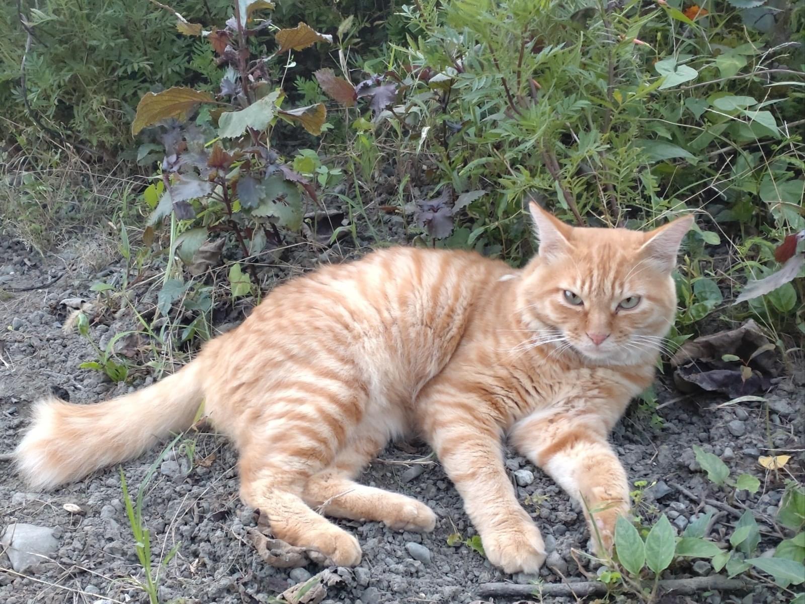 目撃された猫 目撃された猫