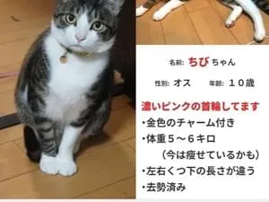 キジ白 迷子