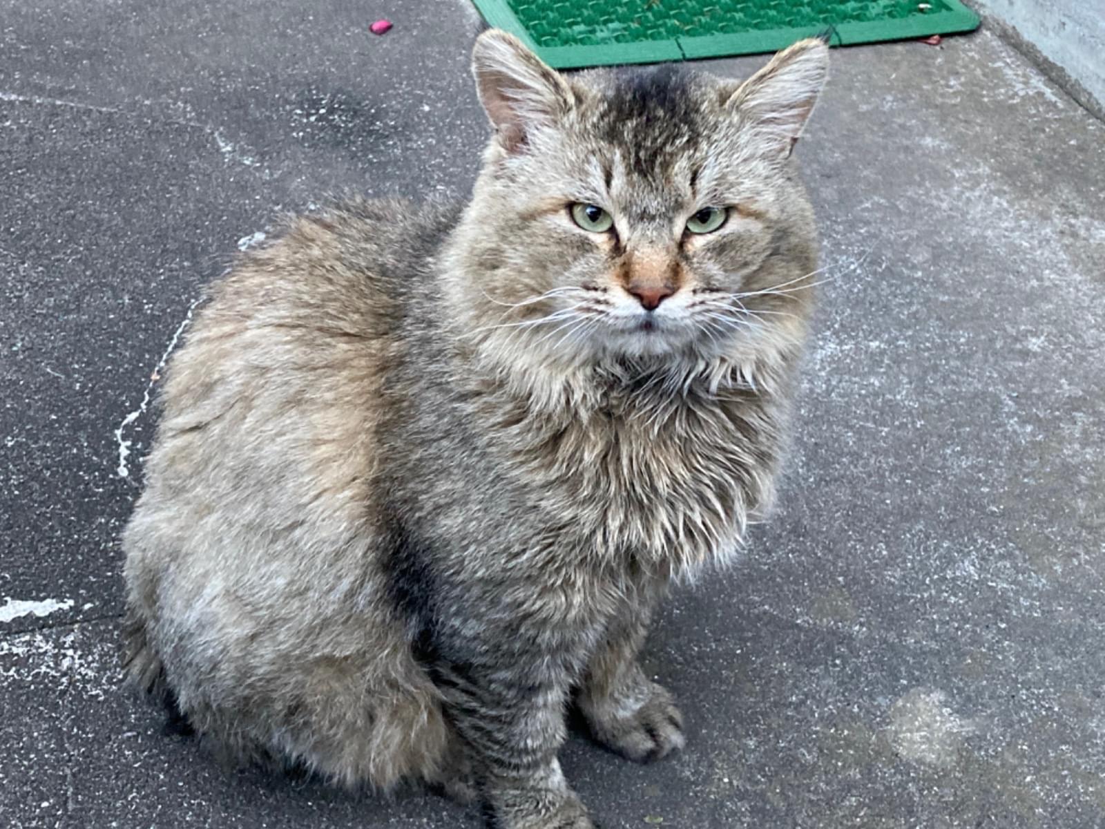 目撃された猫 目撃された猫