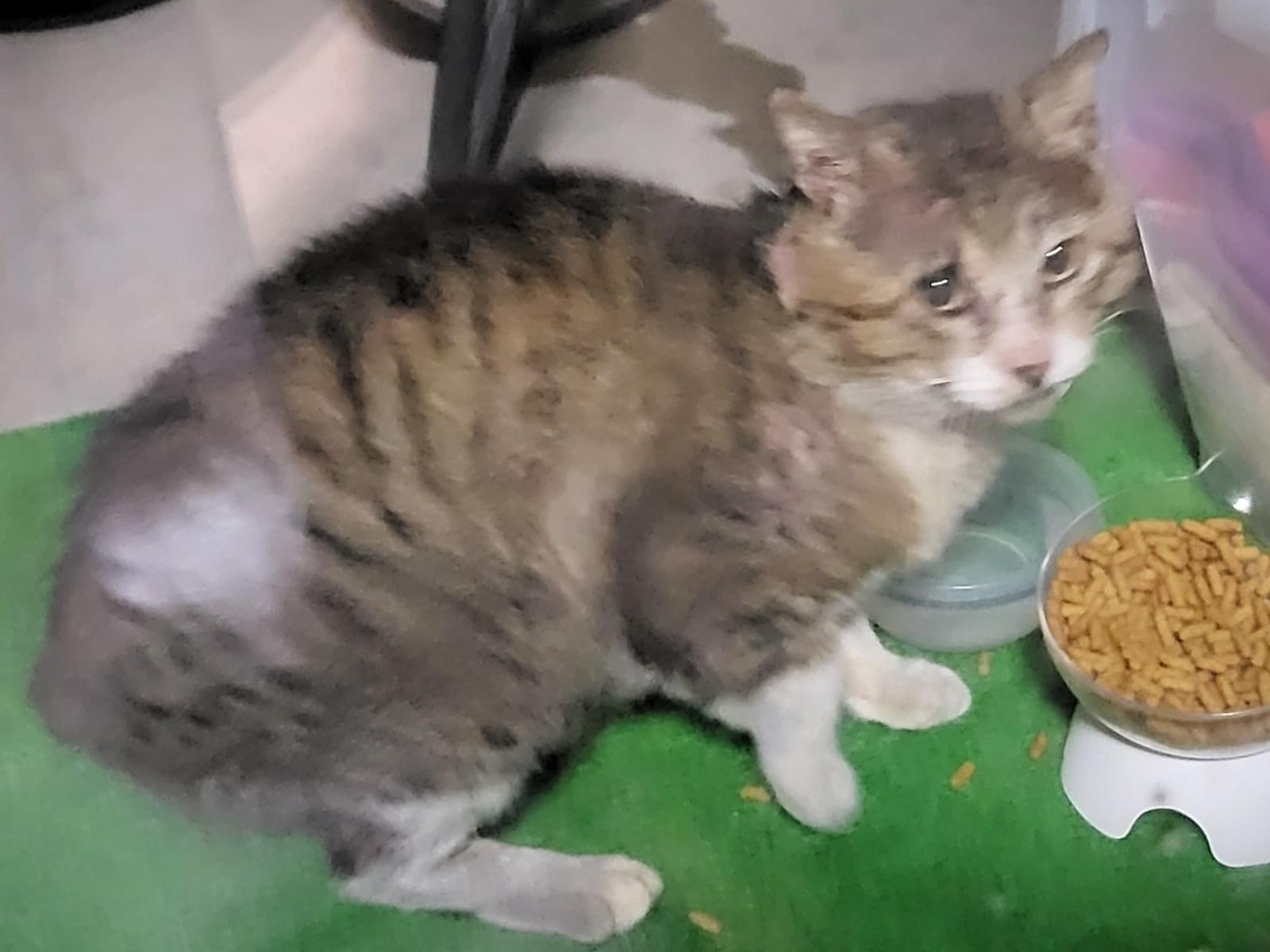 目撃された猫 目撃された猫