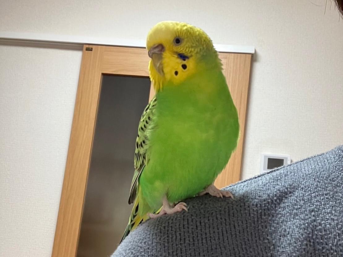 パセリちゃん パセリちゃん