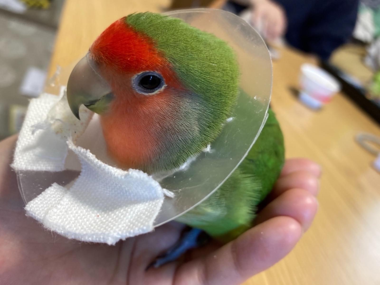 ゆずちゃん ゆずちゃん