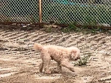 目撃された犬 目撃された犬
