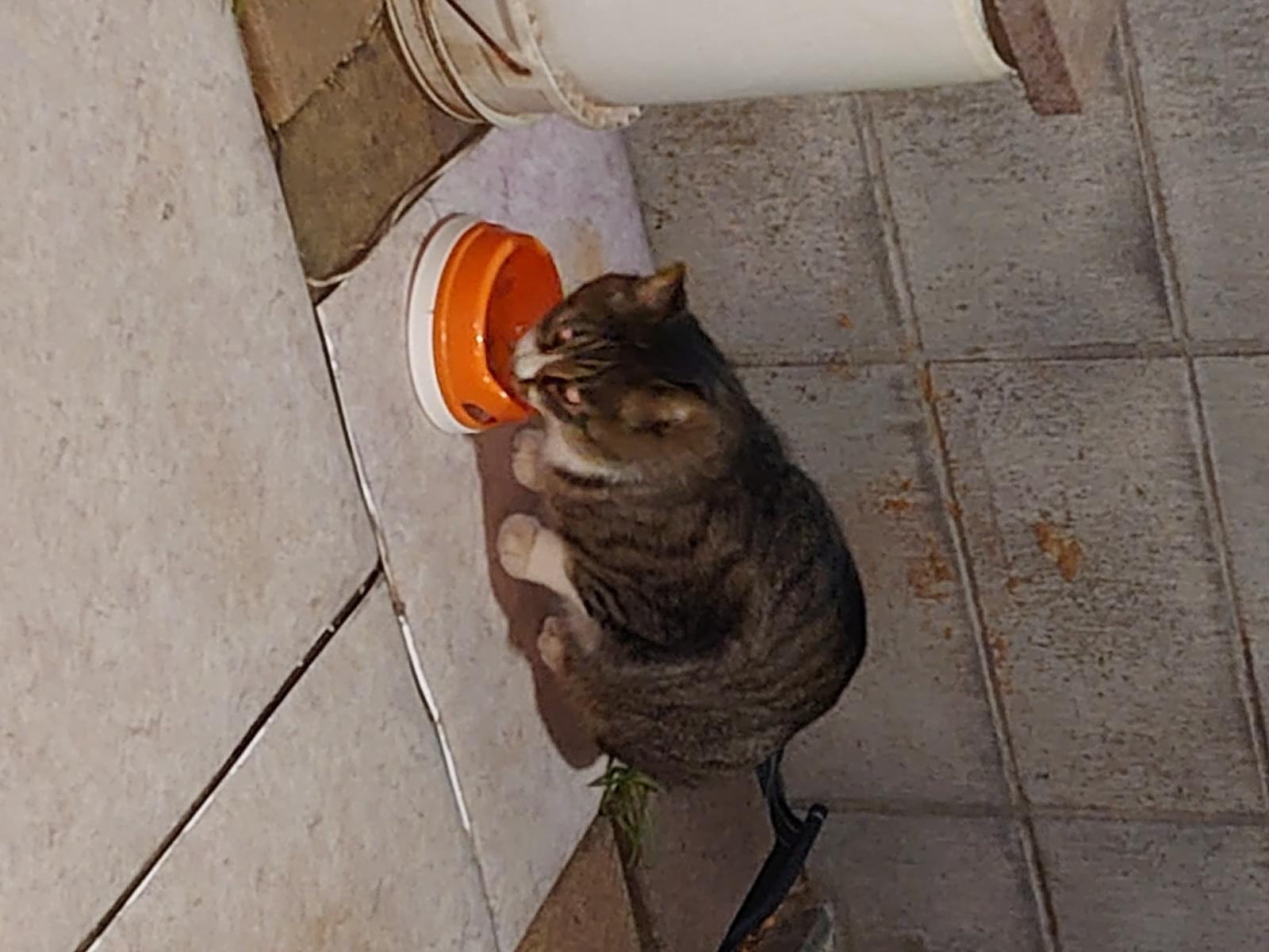 目撃された猫 目撃された猫