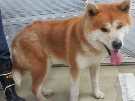 保護された犬 保護された犬