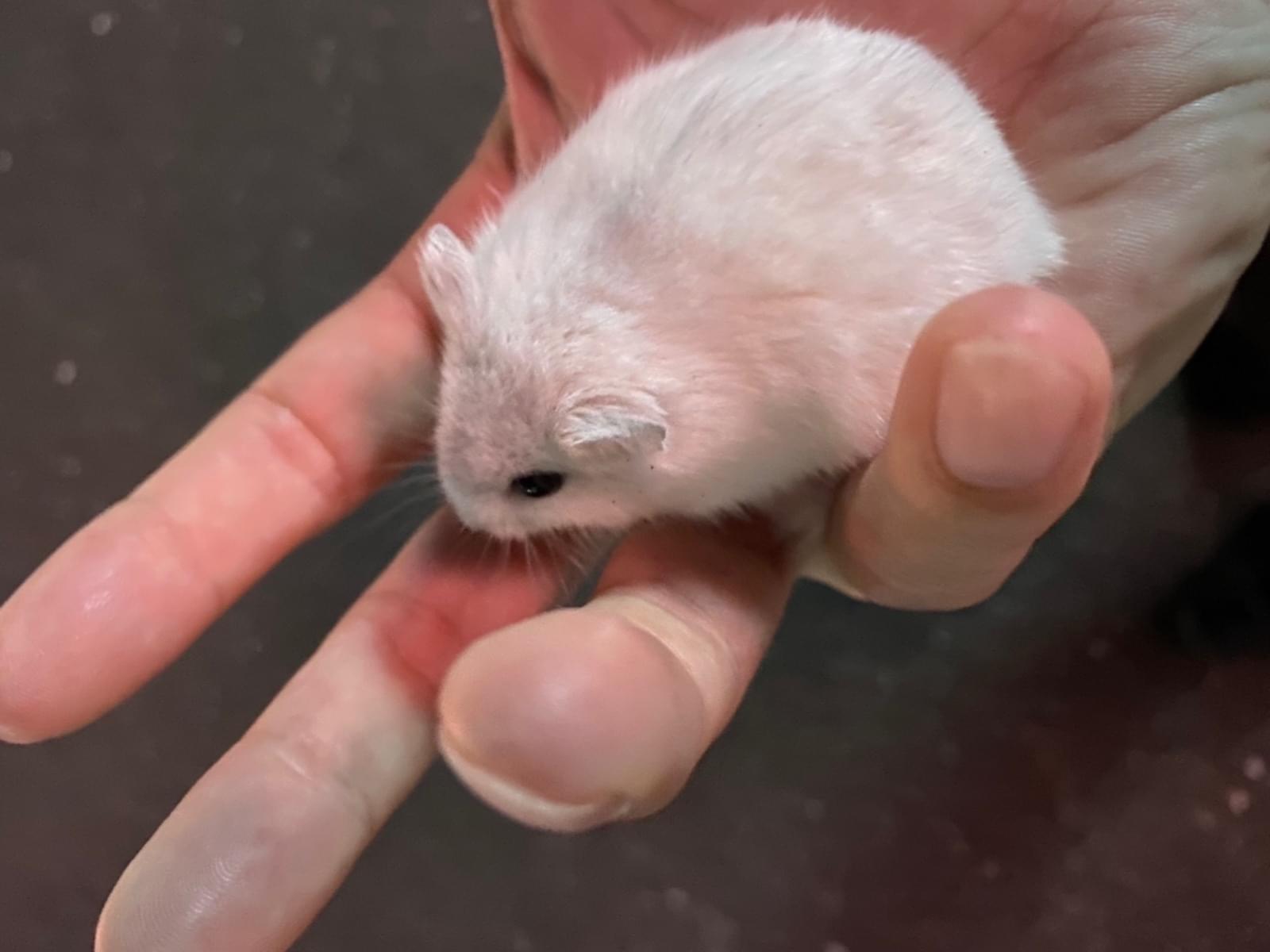 保護されたペット 保護されたペット