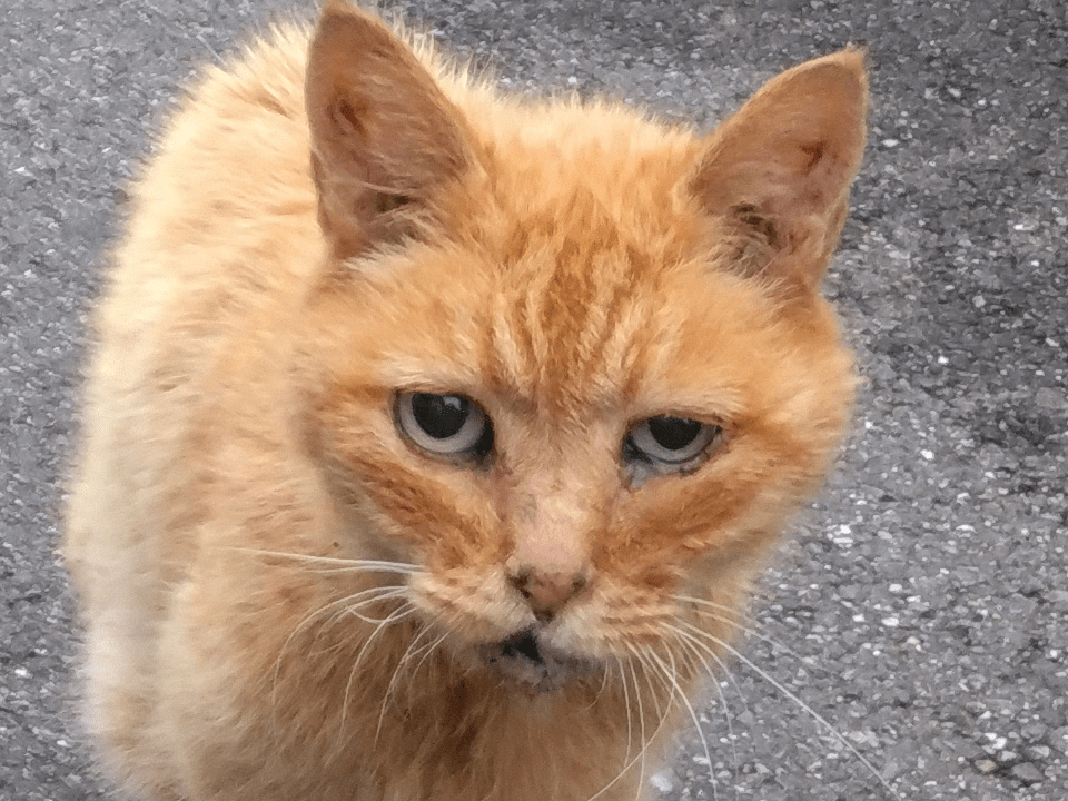 目撃された猫 目撃された猫
