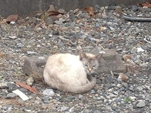 保護された猫
