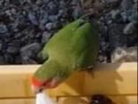 保護された鳥 保護された鳥
