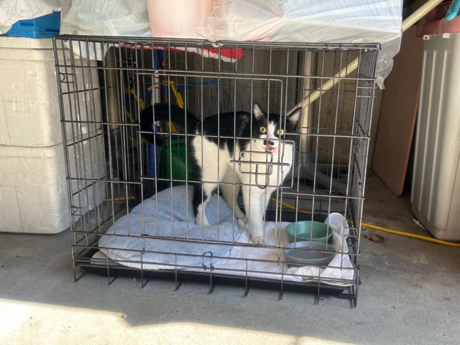 保護された猫 保護された猫