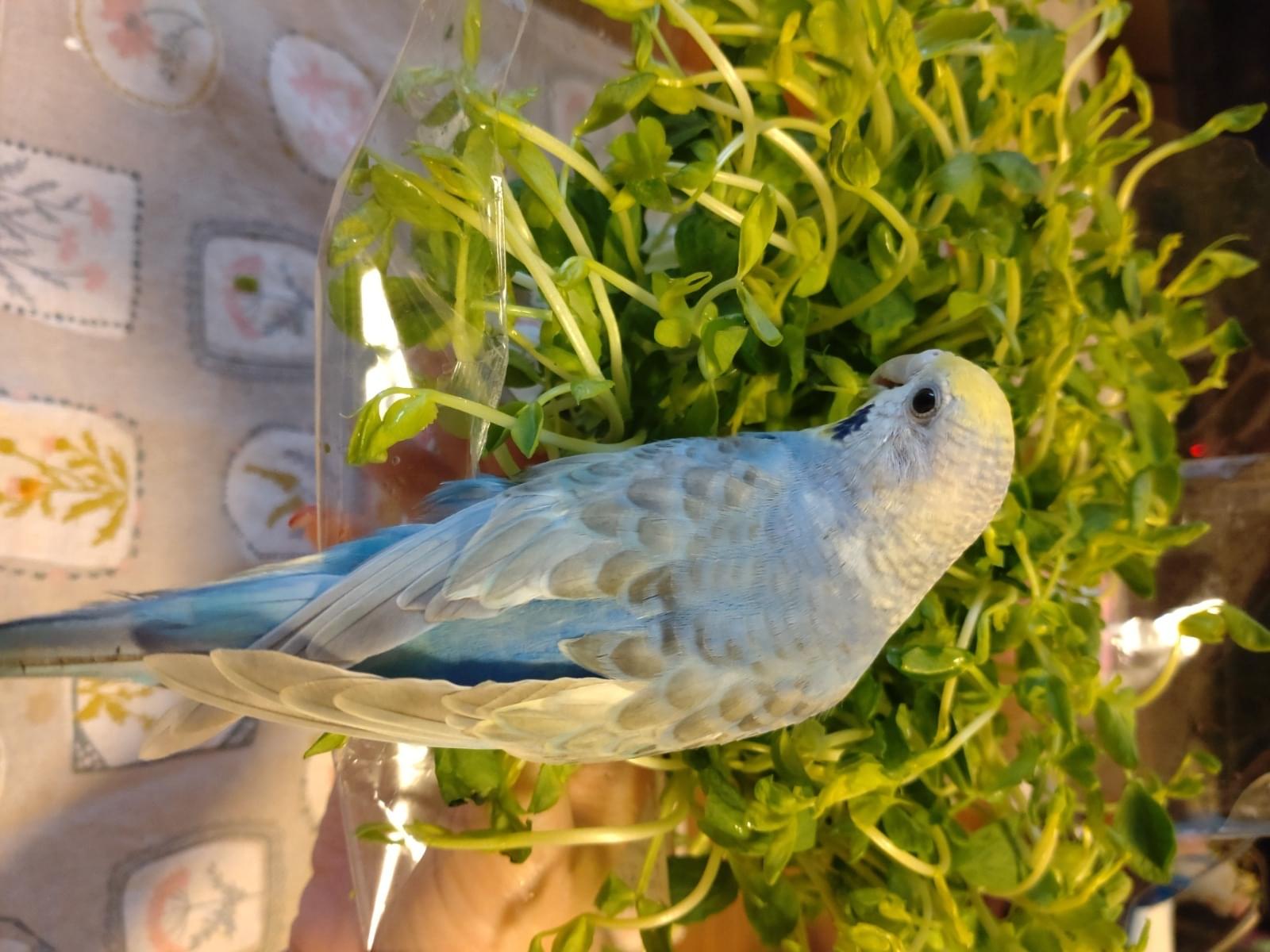 きよちゃん きよちゃん