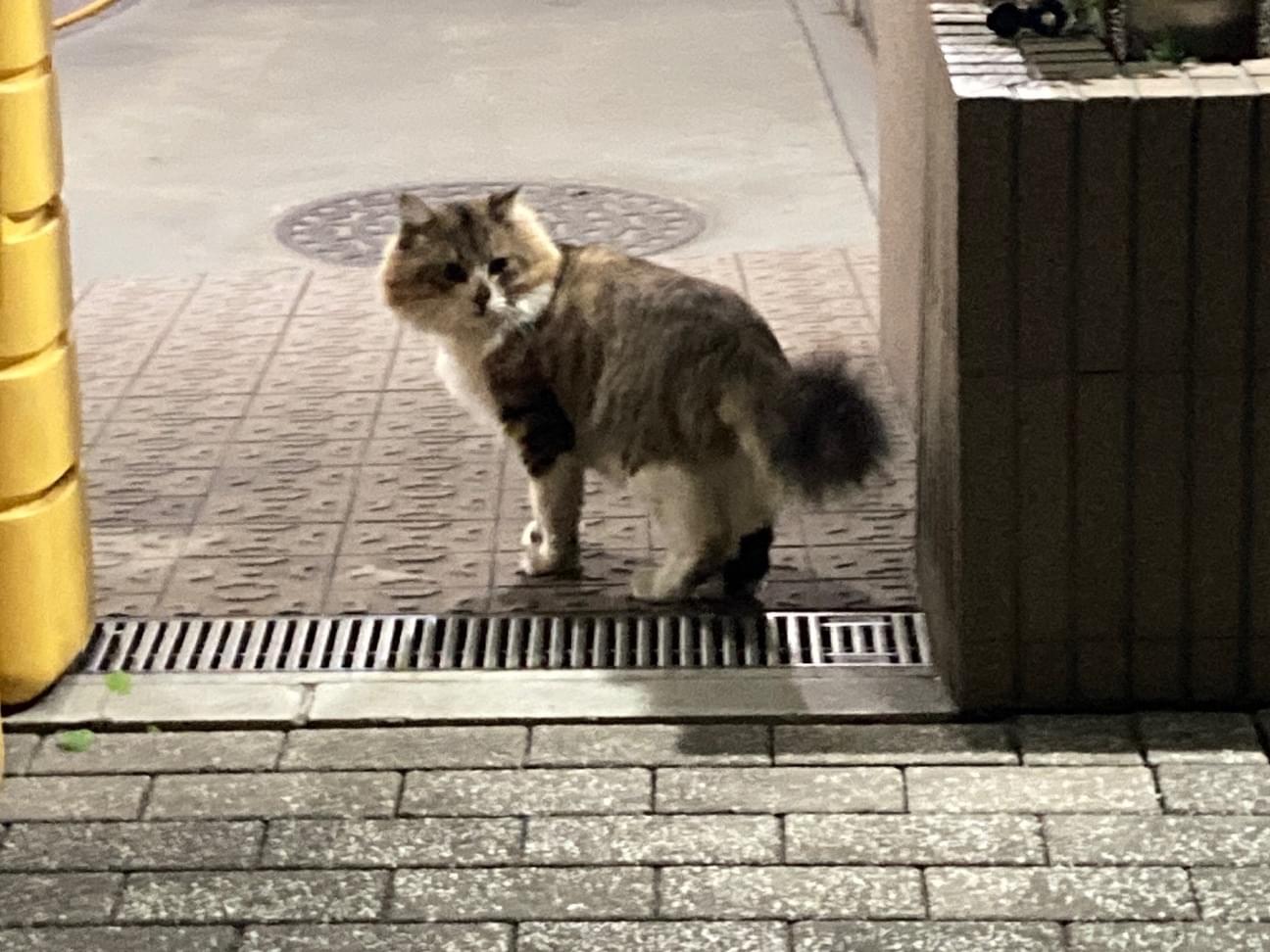 目撃された猫 目撃された猫