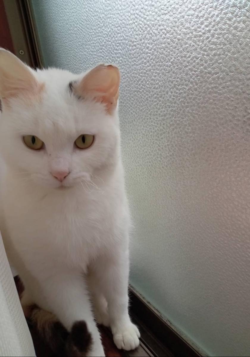 ねこ Amazon.co.jp: ご縁猫 福あつめ(S-SIZE 金 Gold）右手あげ/陶器