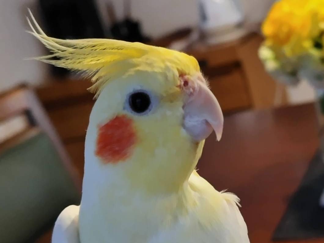 ルッチちゃん