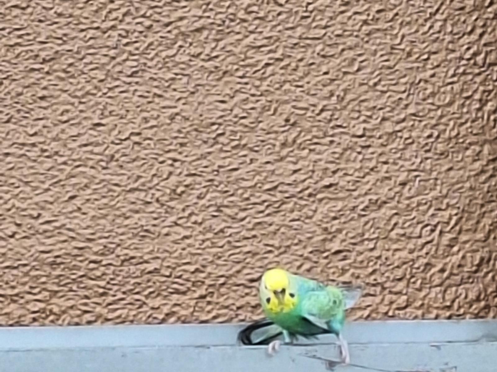 目撃された鳥 目撃された鳥