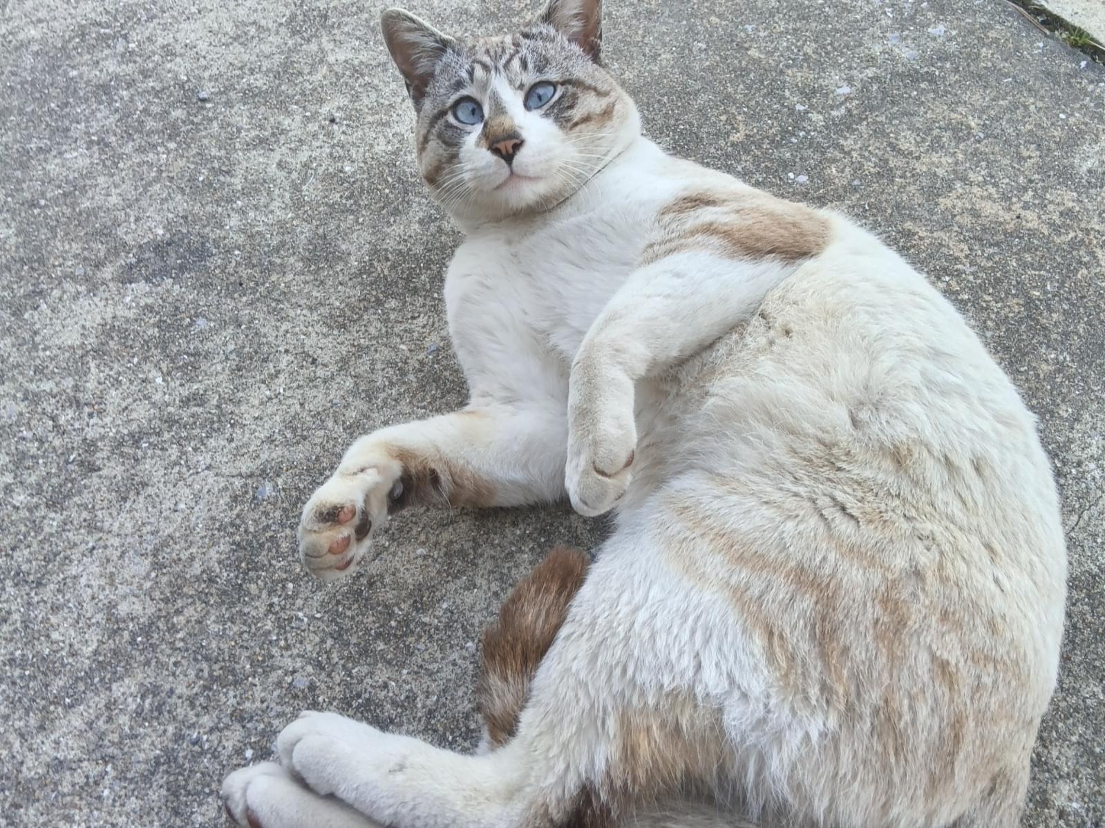 目撃された猫 目撃された猫