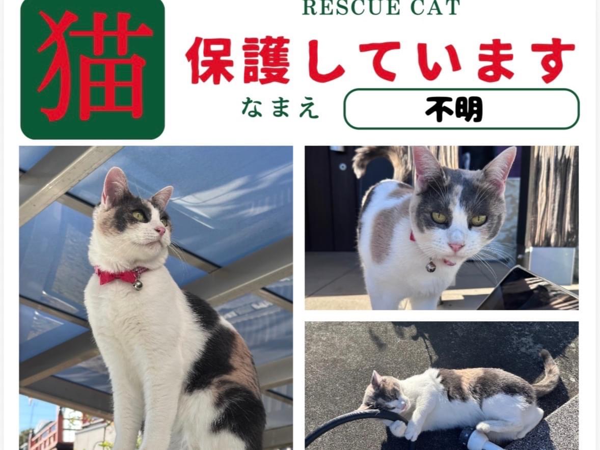 保護された猫 保護された猫