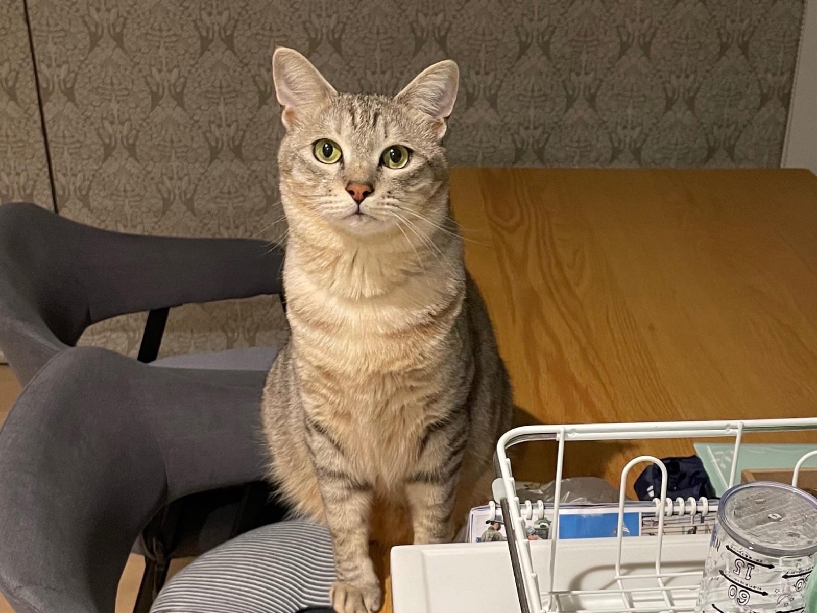 ノアちゃん