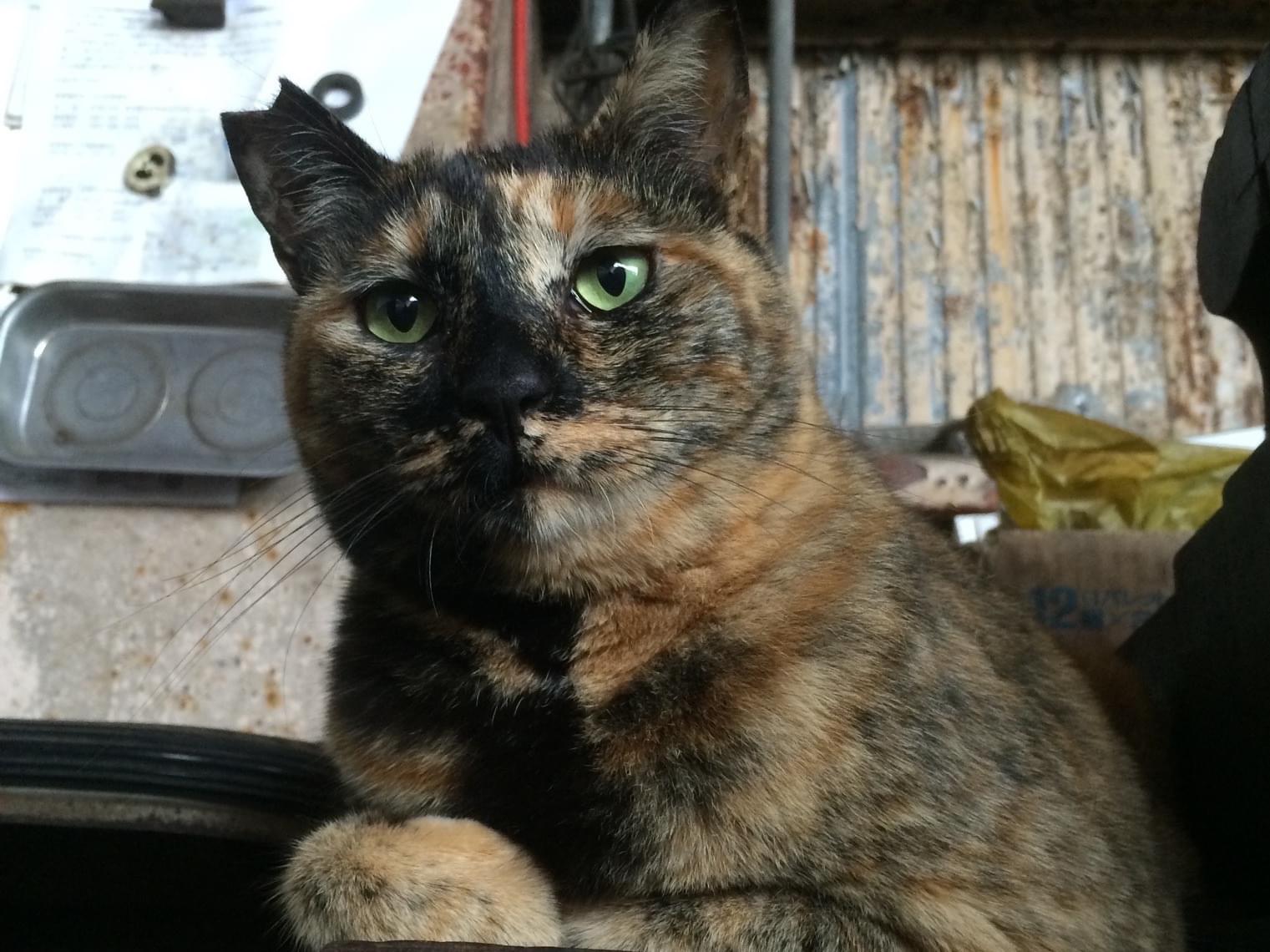 サビちゃん サビちゃん