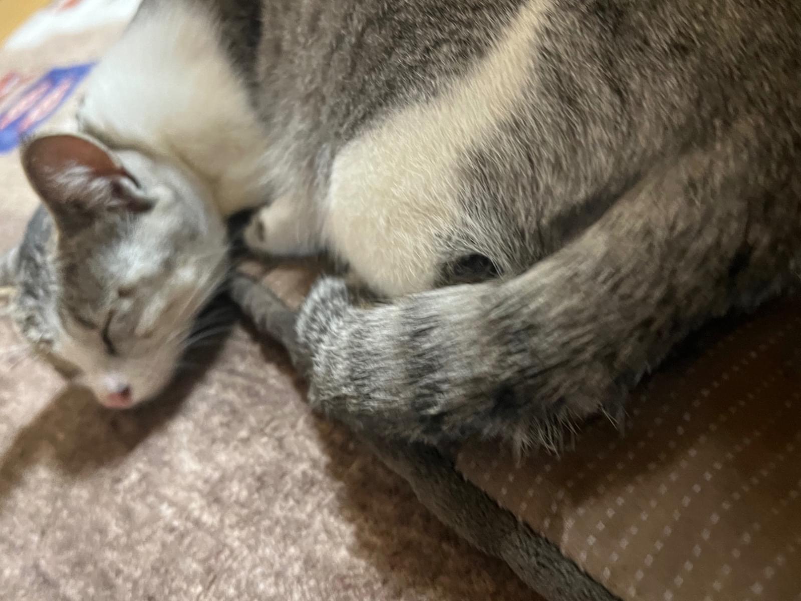 シロちゃん