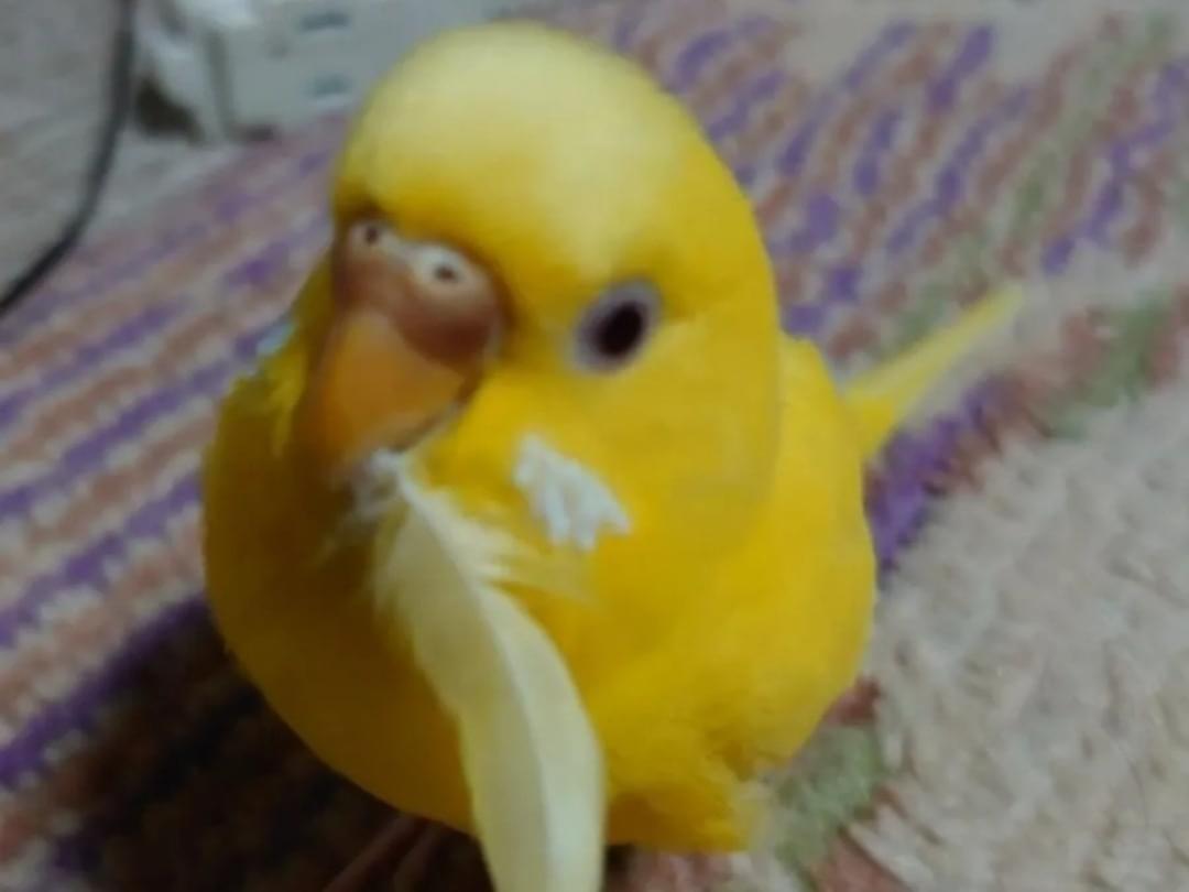 ちーこちゃん ちーこちゃん