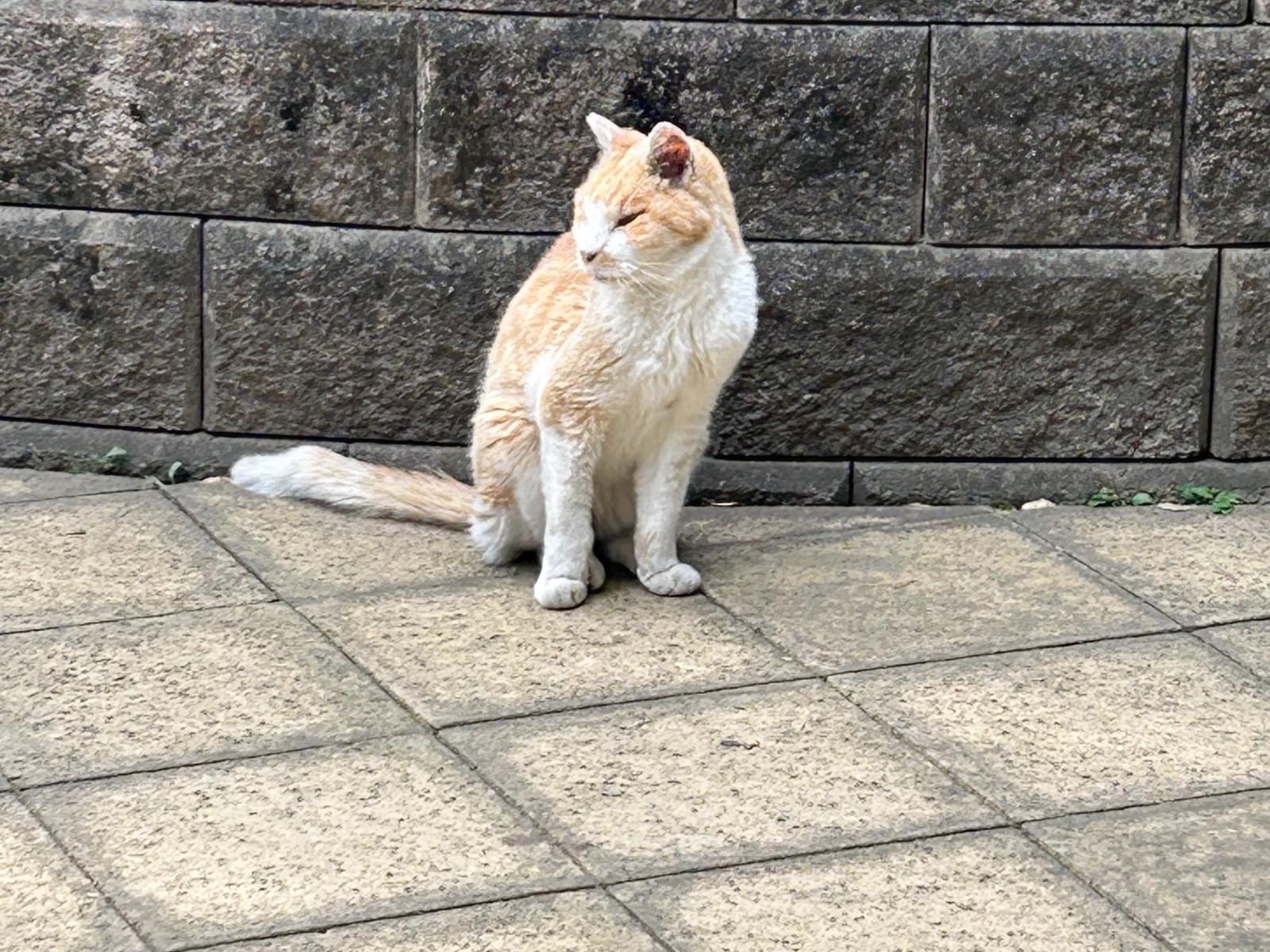 キーちゃん キーちゃん