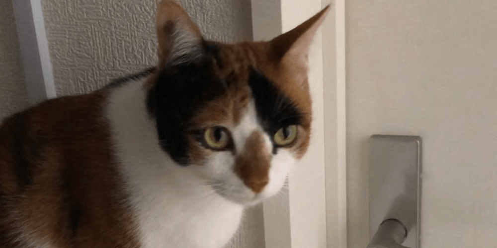 三毛猫メス探してます!