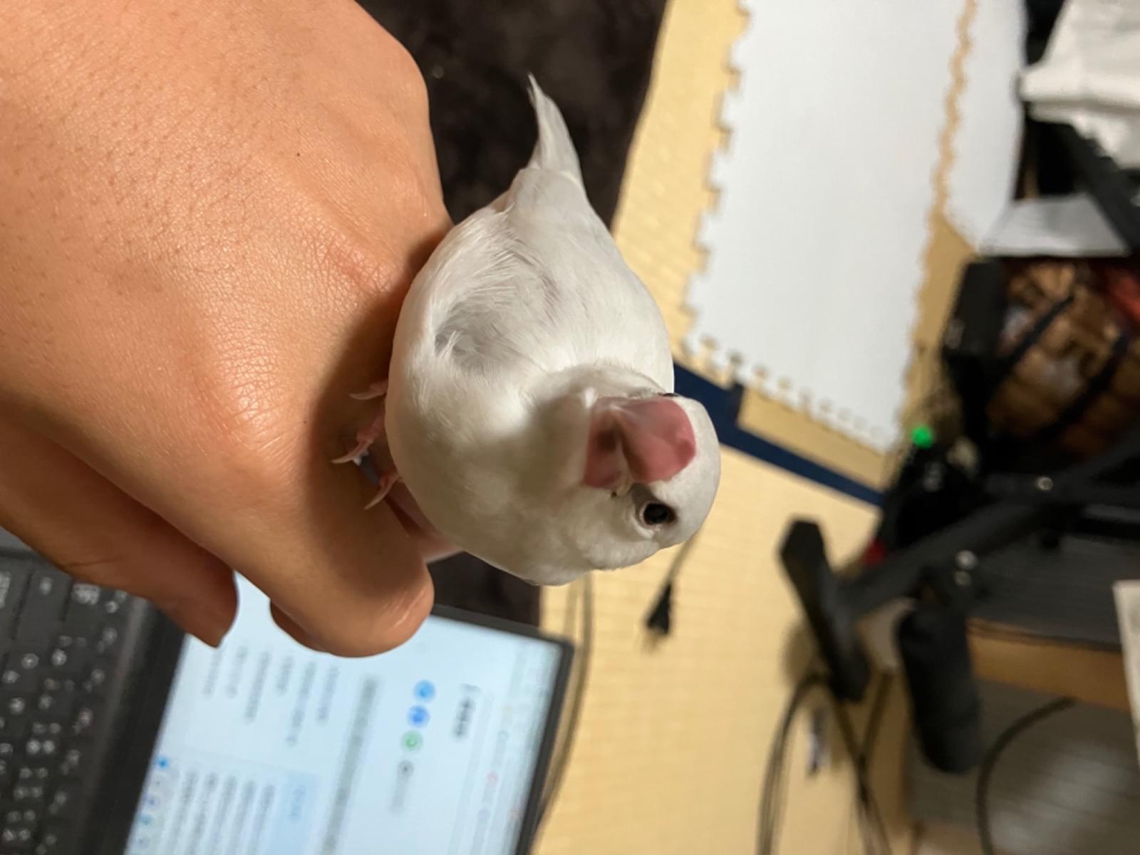 ハクちゃん ハクちゃん