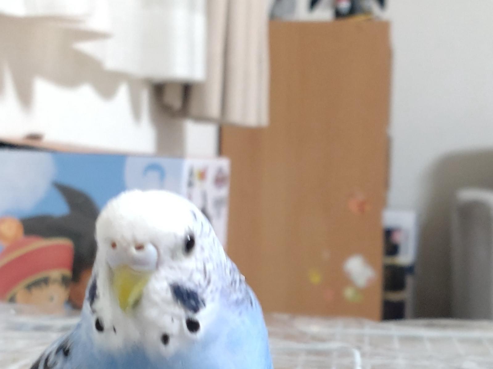 アオちゃん アオちゃん