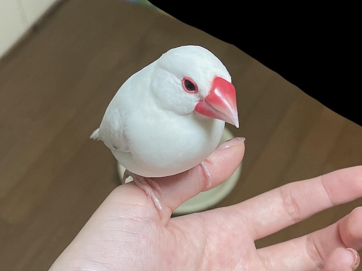 ごまちゃん ごまちゃん