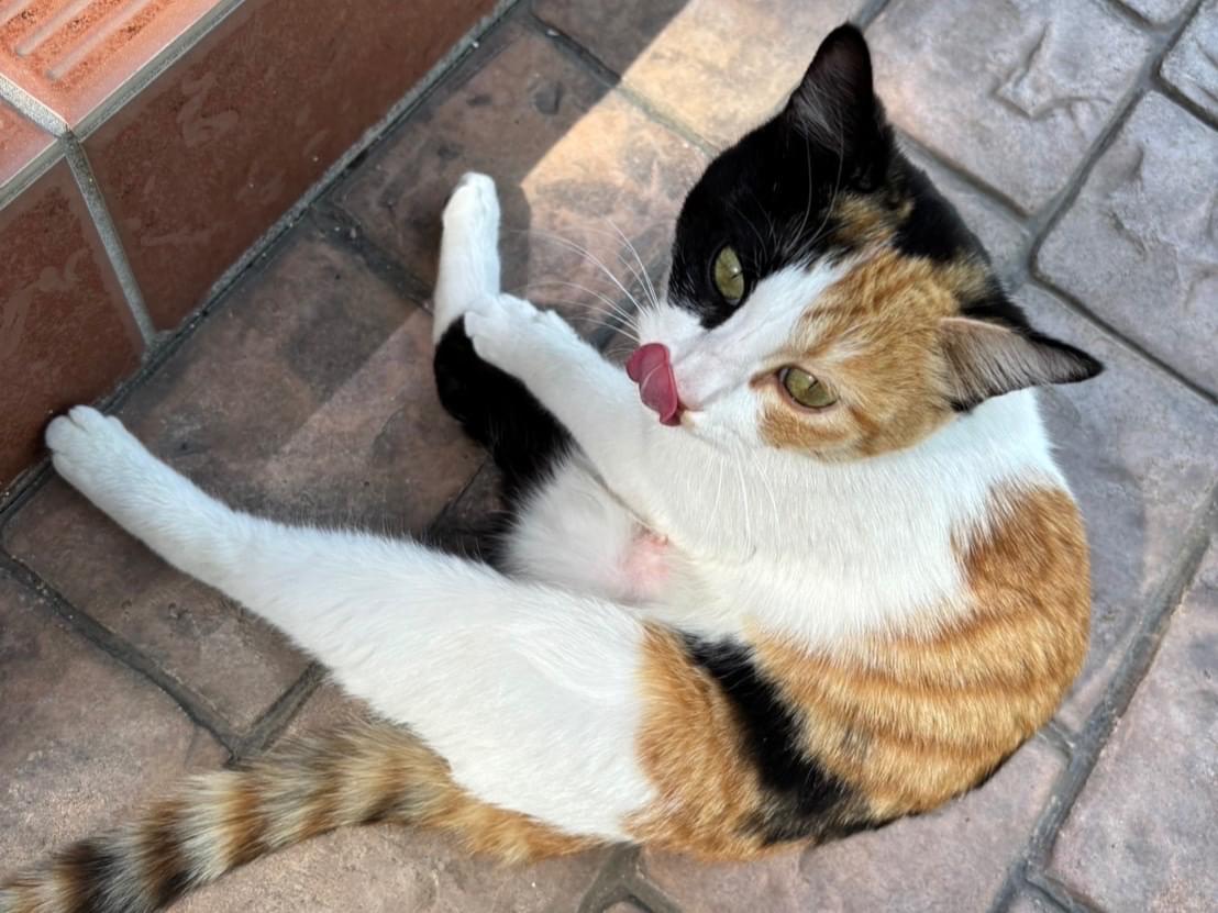 保護された猫 保護された猫