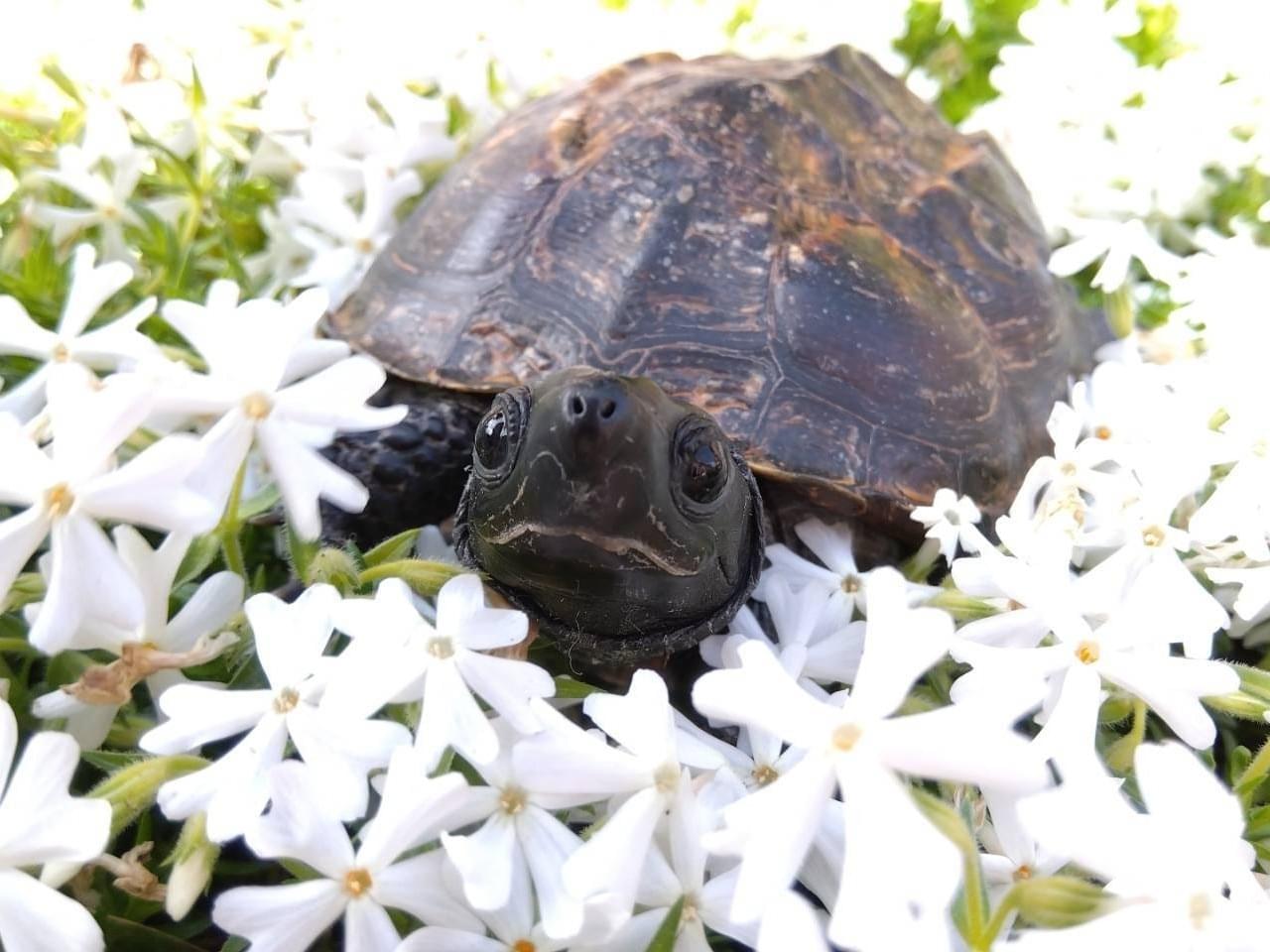 かめちゃん