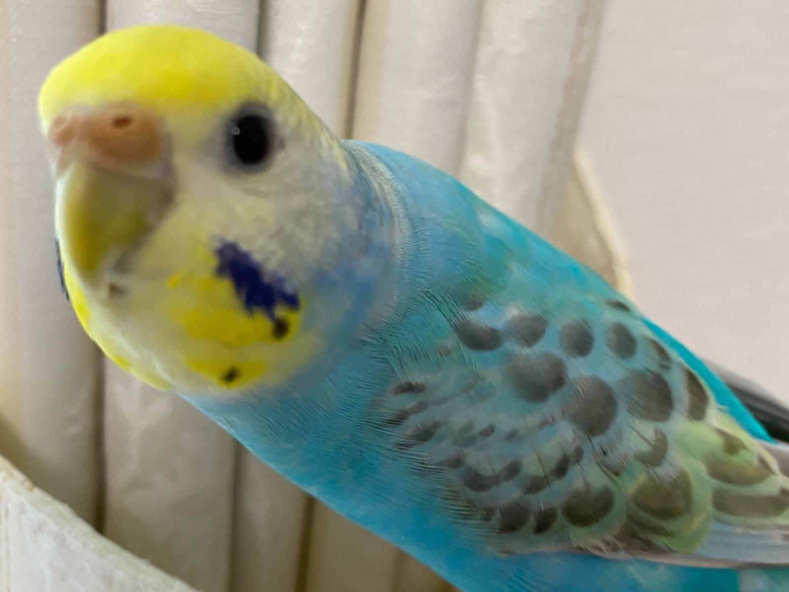イブちゃん イブちゃん