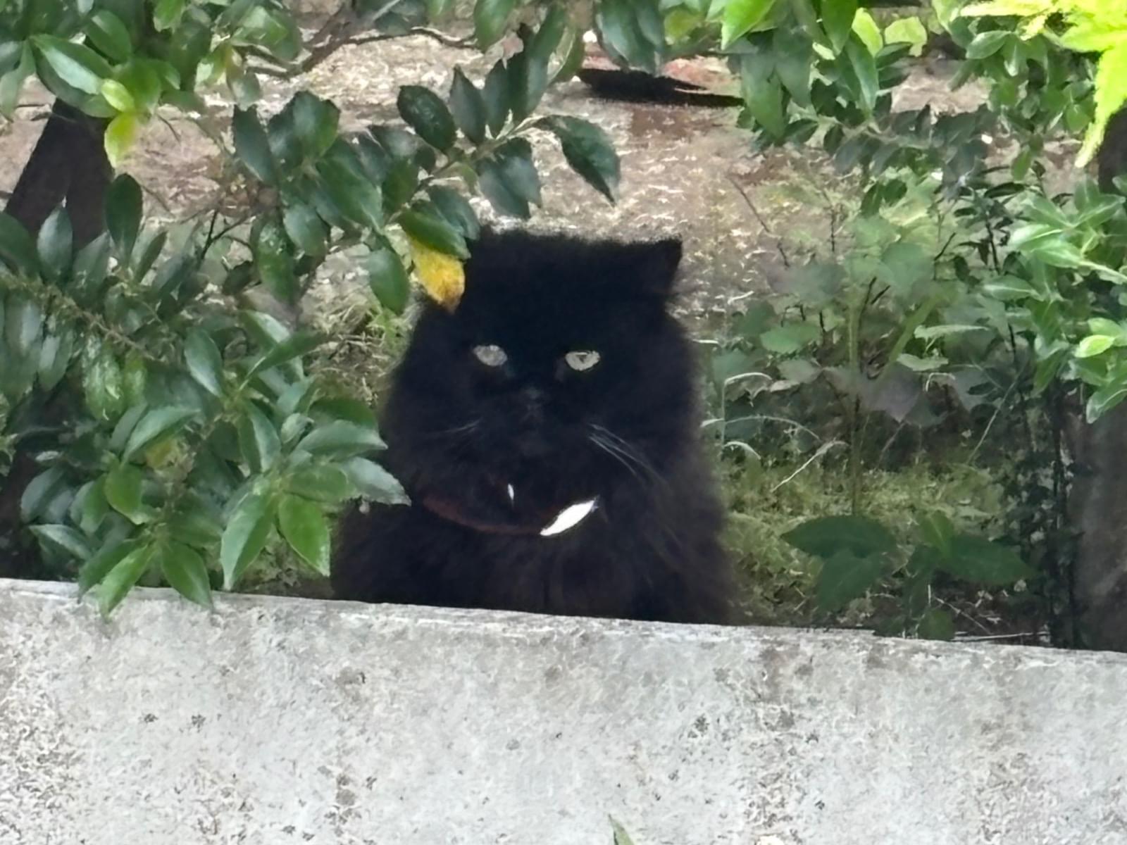 目撃された猫