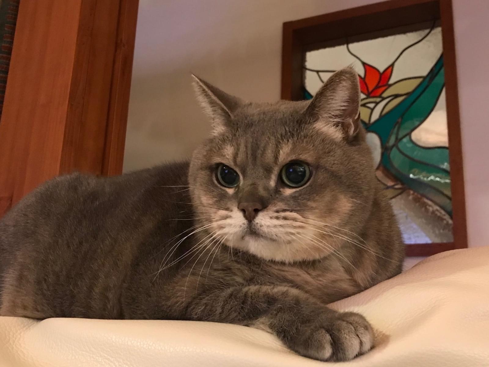 グレちゃん グレちゃん