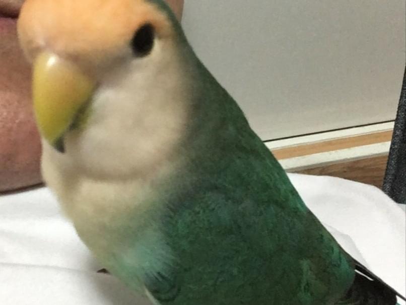 しずくちゃん しずくちゃん