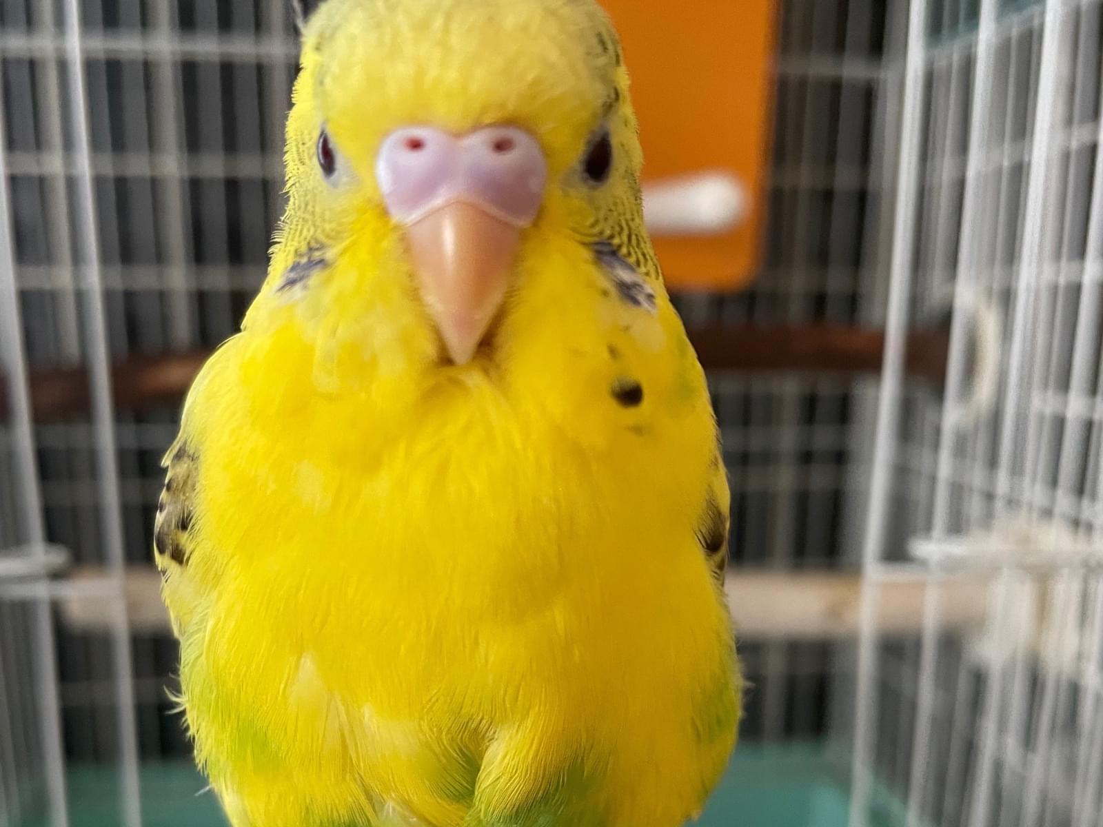 レモンちゃん レモンちゃん
