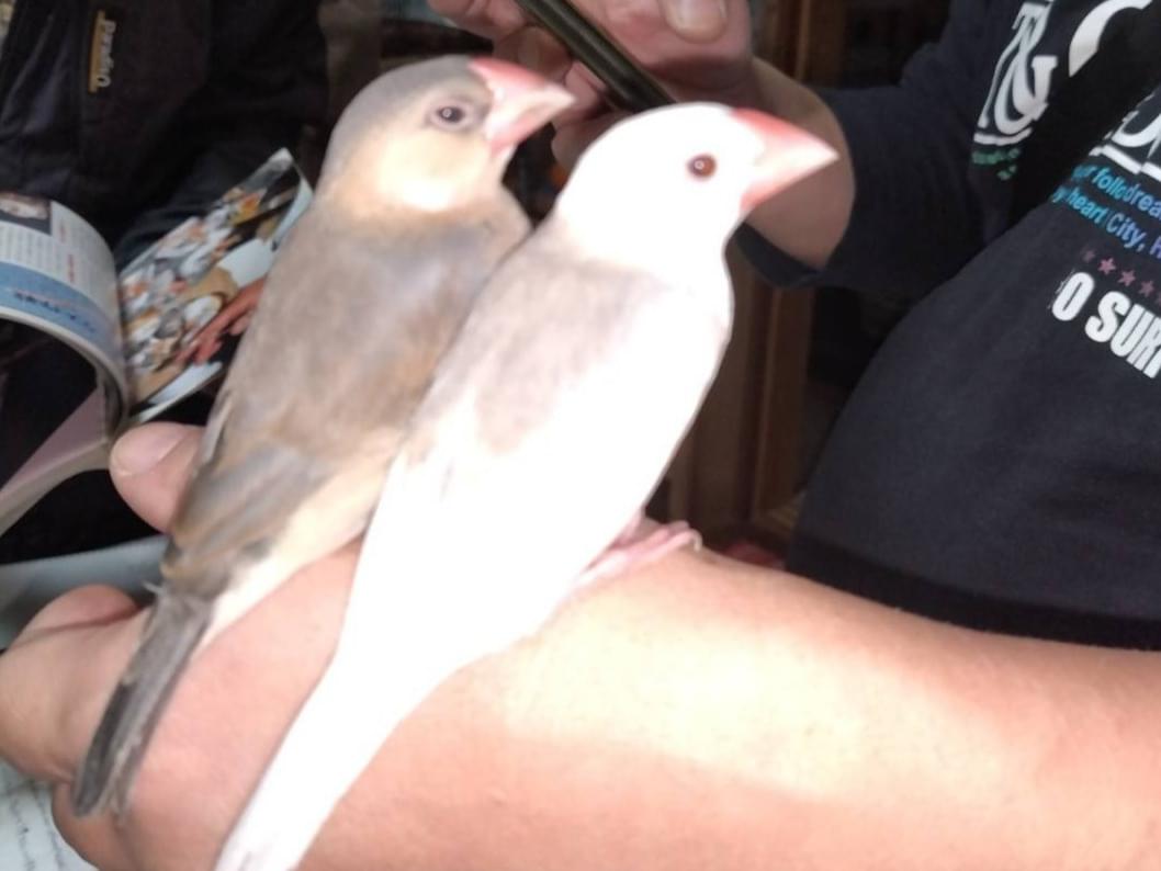 保護された鳥 保護された鳥