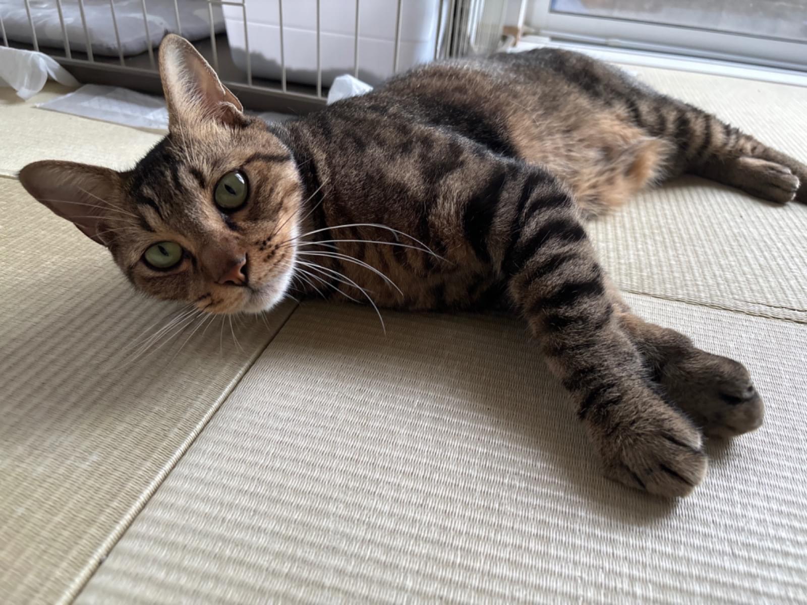 保護された猫 保護された猫