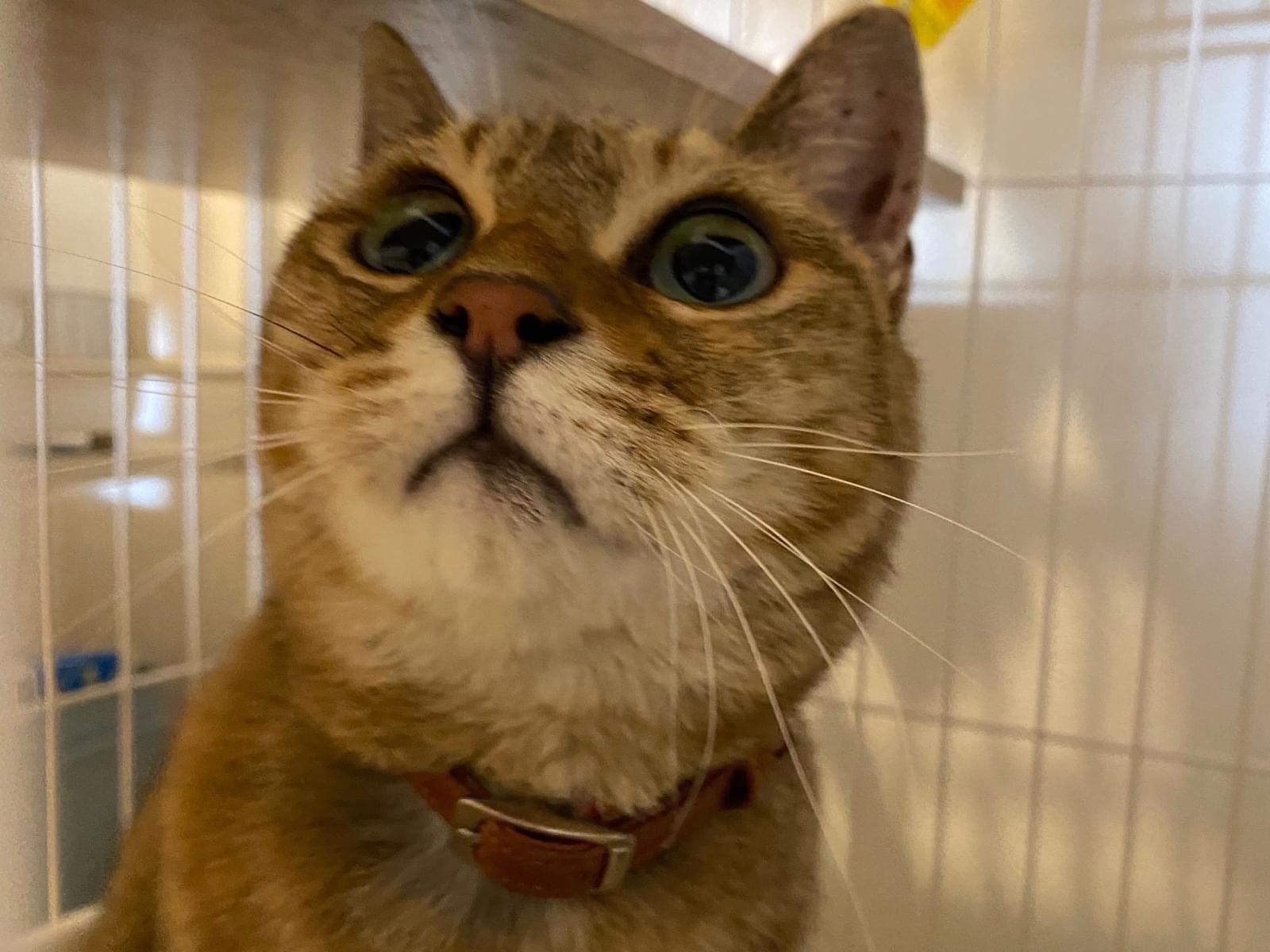 保護された猫 保護された猫