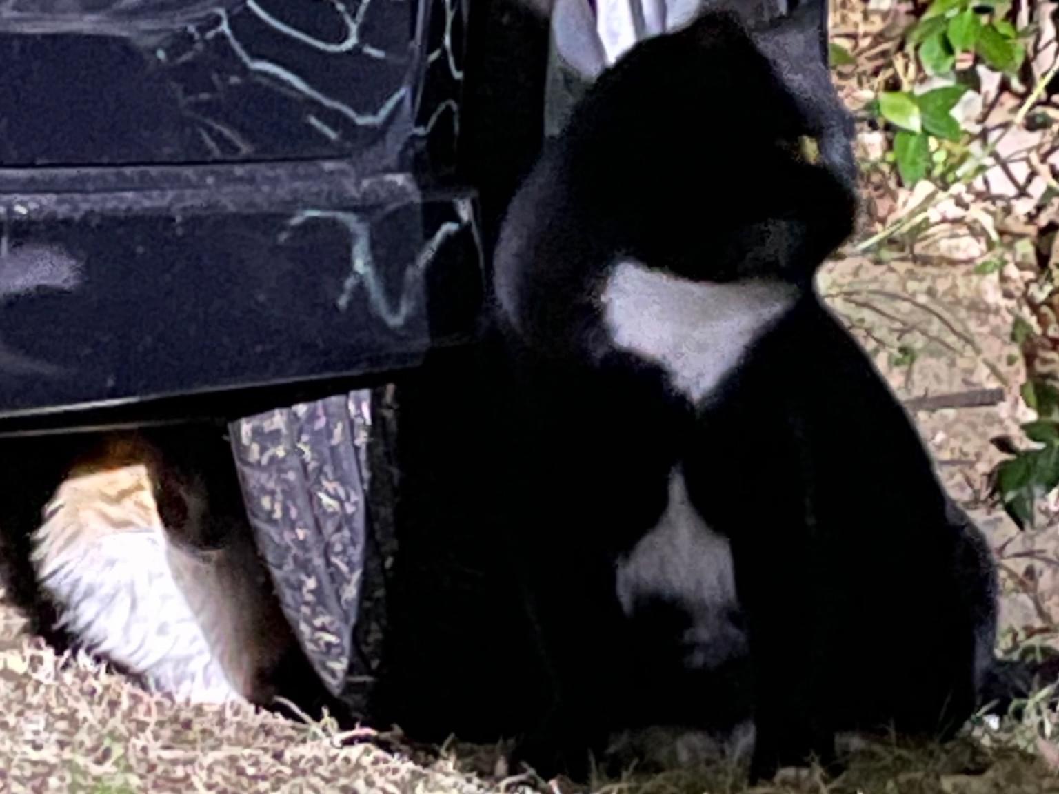 目撃された猫 目撃された猫