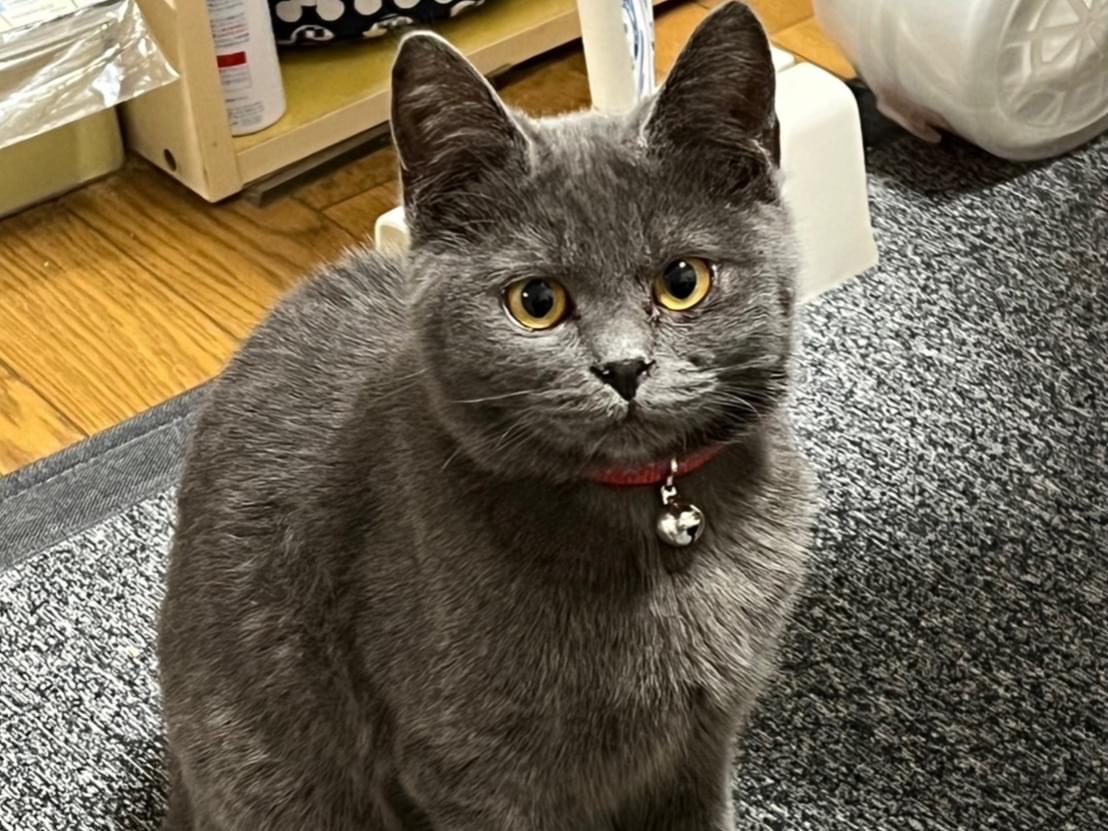 ライナちゃん ライナちゃん