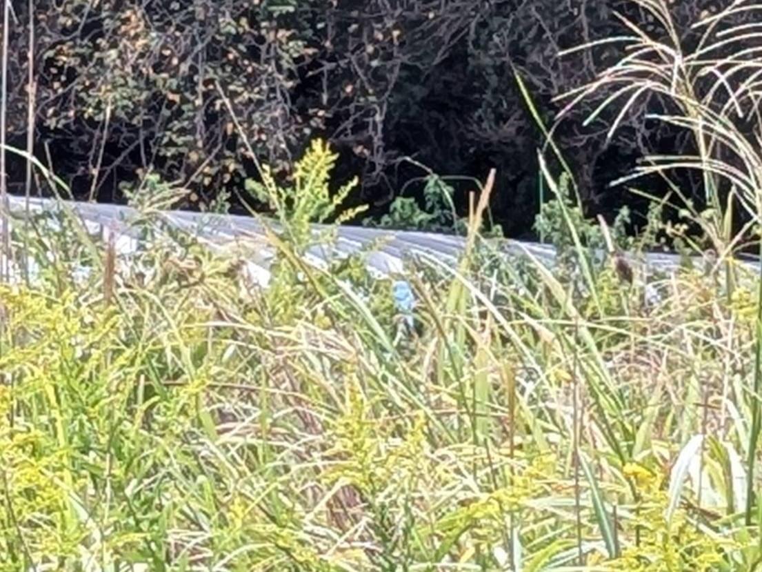 目撃された鳥 目撃された鳥