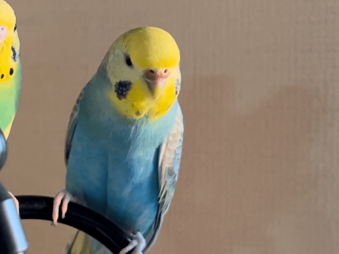 ミクちゃん ミクちゃん