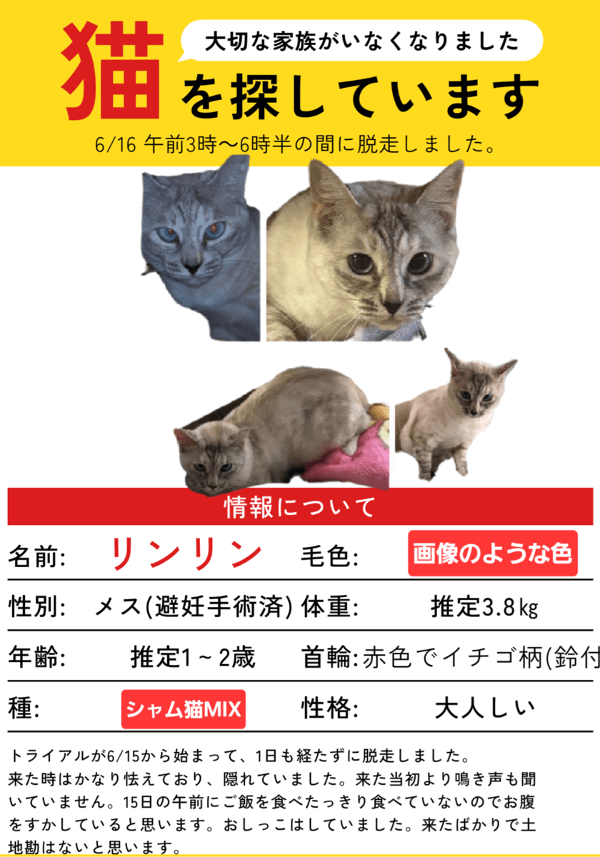 シャム猫MIXを探しています。